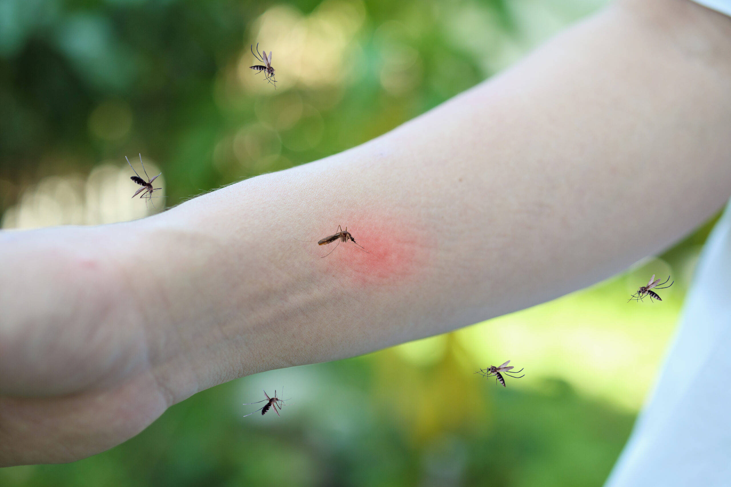 Kiedy pojawią się w Europie komary przenoszące zakaźne choroby tropikalne?