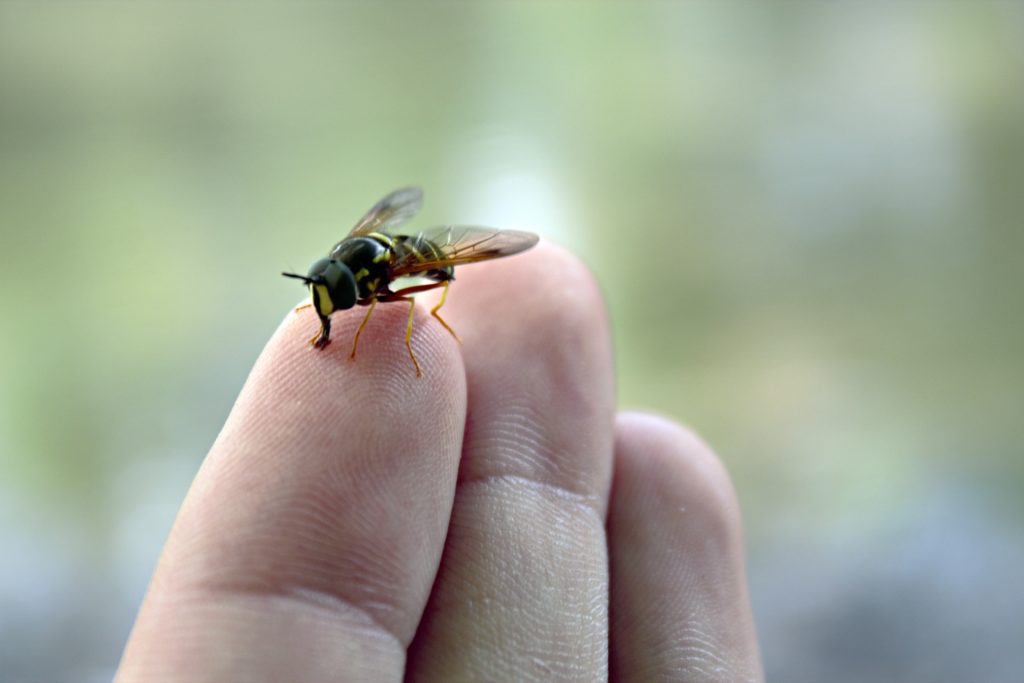 Alergia Na Ukąszenia Owadów Czy Jest Groźna Evereth News 7895